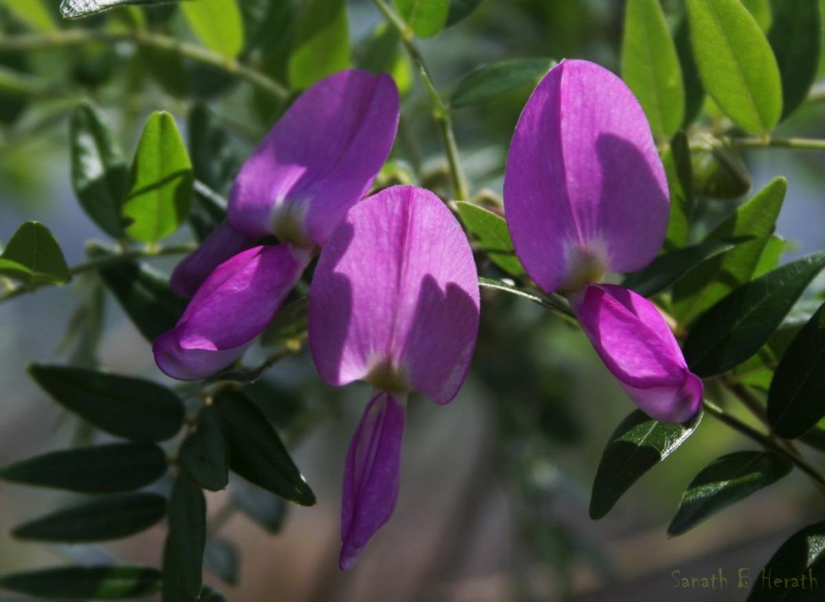 Mundulea sericea (Willd.) A.Chev.